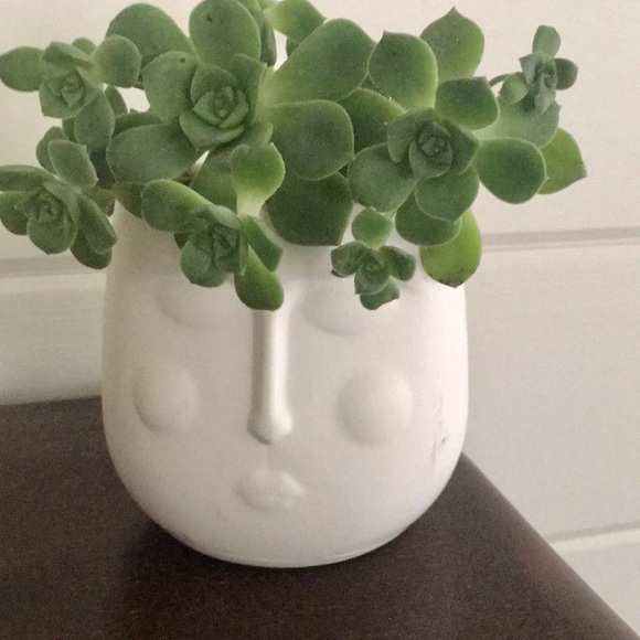 New Face Planter - Picture 11 of 11